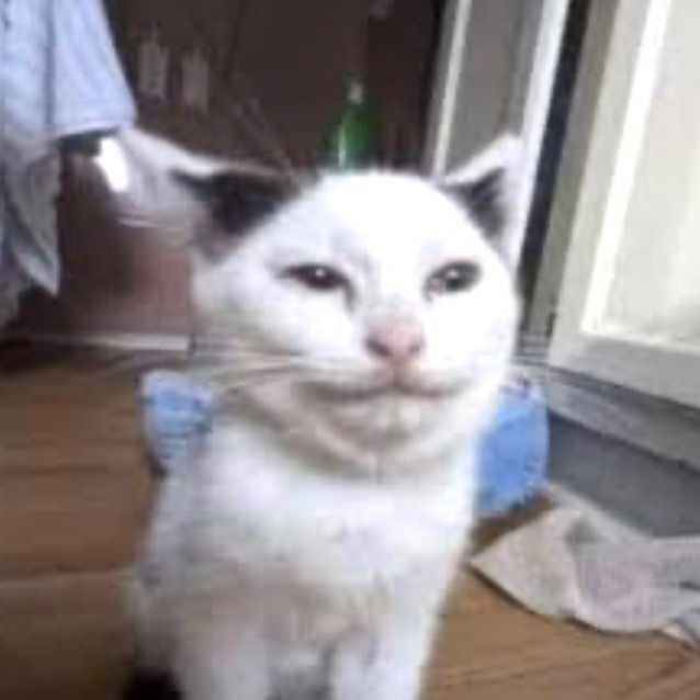 Pussy’s destroyer