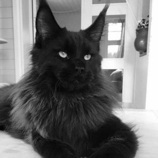 ✨IsaFidgets✨