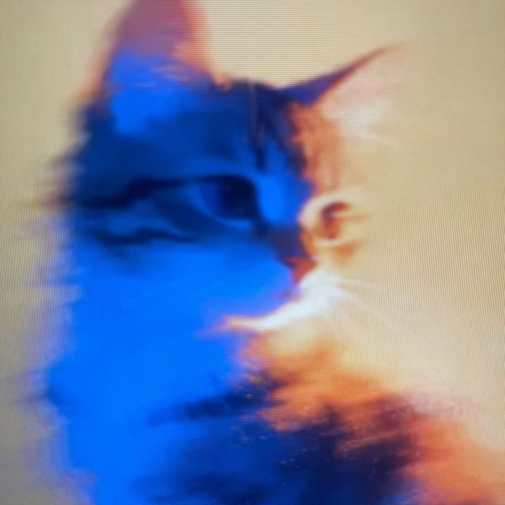 Pet Achadinhos