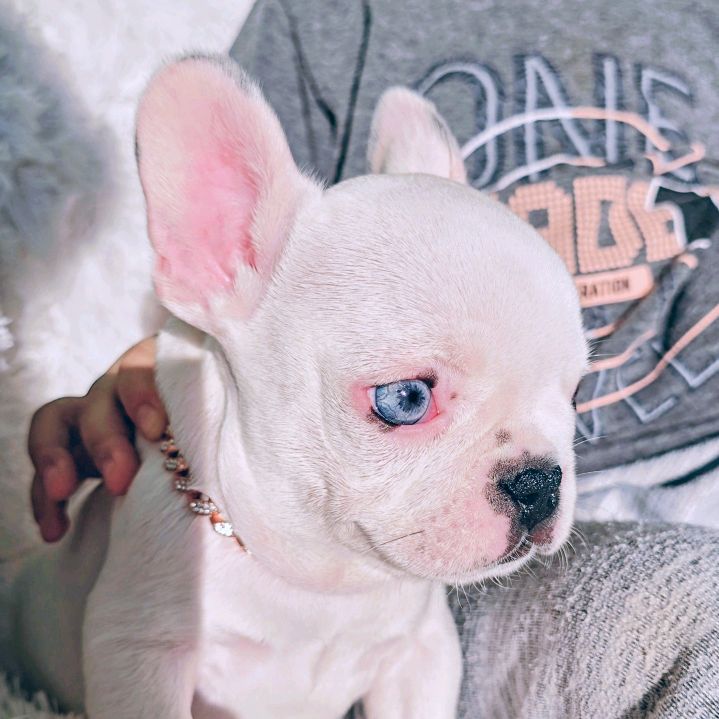 TikTokDogLove