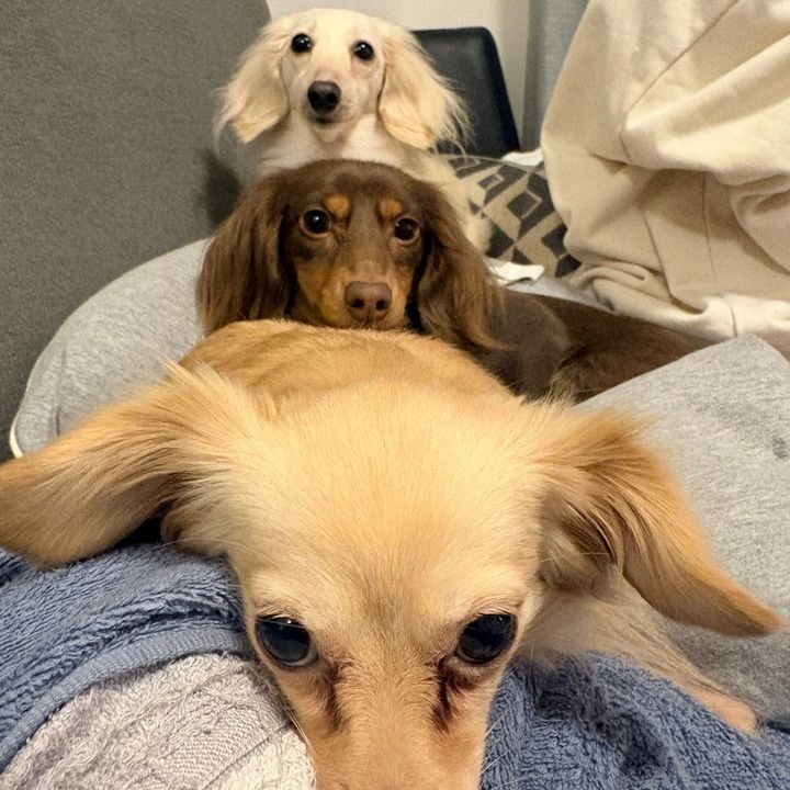 dachshu_sisters