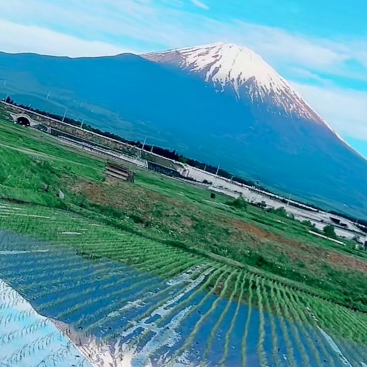 せい