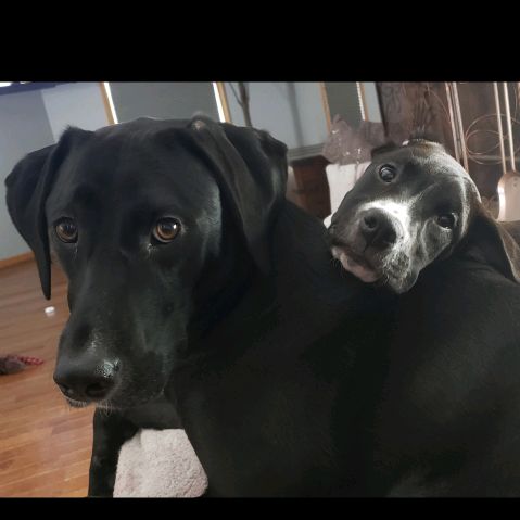 PawFlixAndChill