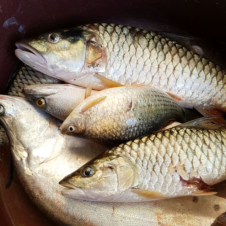 Ikan Keli
