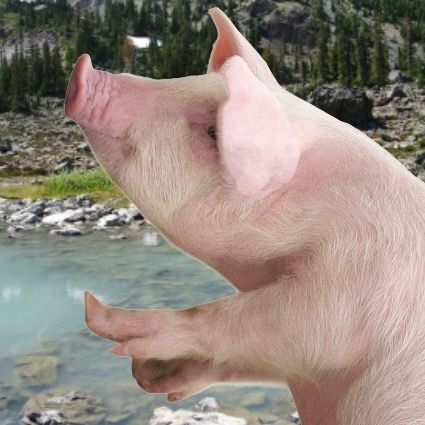 PIGSQUEALMOTHERNATURE
