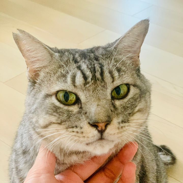 小豚ちゃん