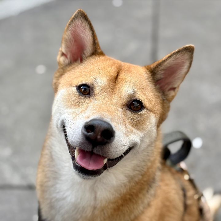 Hanzo the Shiba Inu