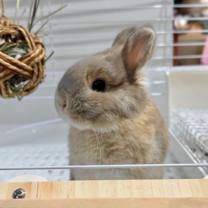 Yoshi BunBun