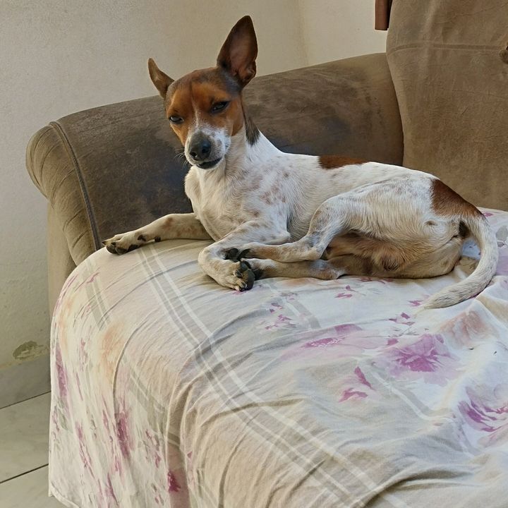 Sonia Candida Ferreira soso
