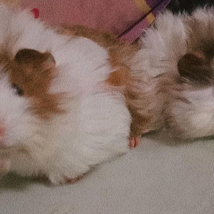 Bomboncita & Coffi