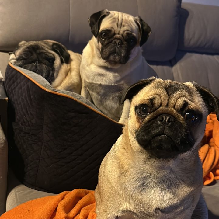 Pugs viajantes