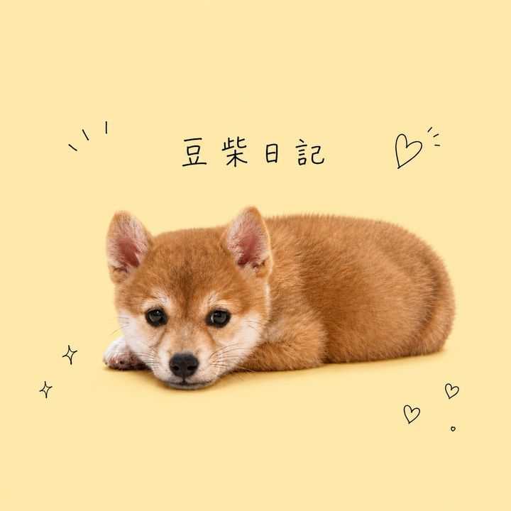 豆柴日記☀️🐾