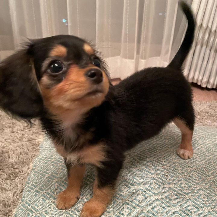 チワックスのごまちゃん