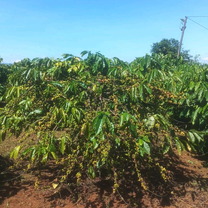 KEN CẦN CÙ