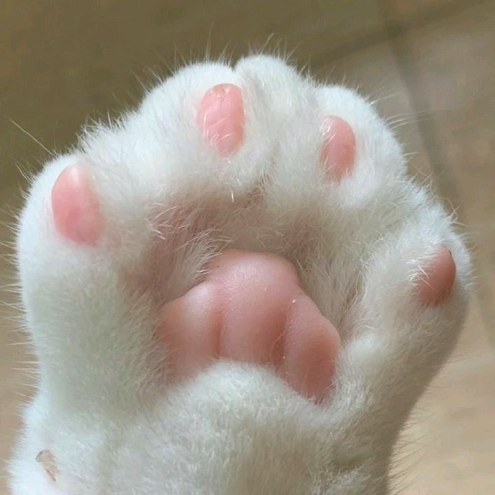 pearlypetals✨️