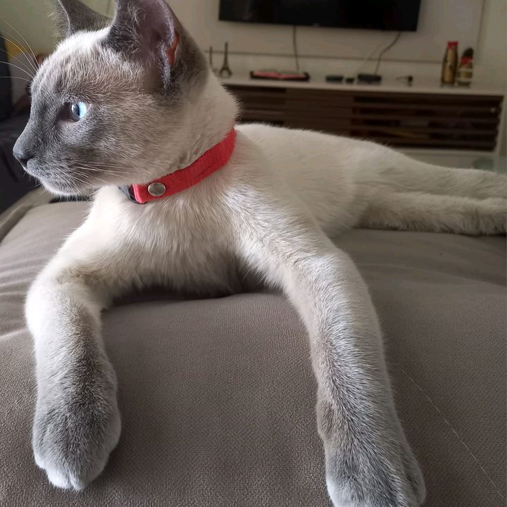 trovão Reborn
