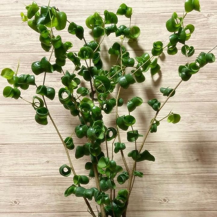 植物図鑑