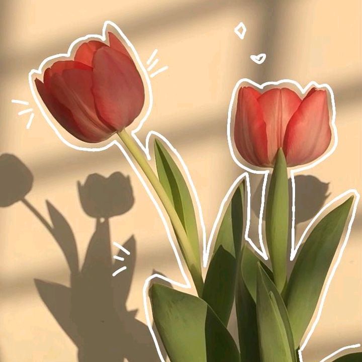 tulipshopp1