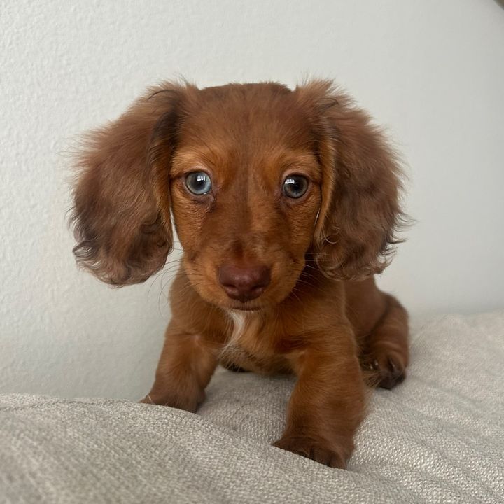 LOLA 🌼