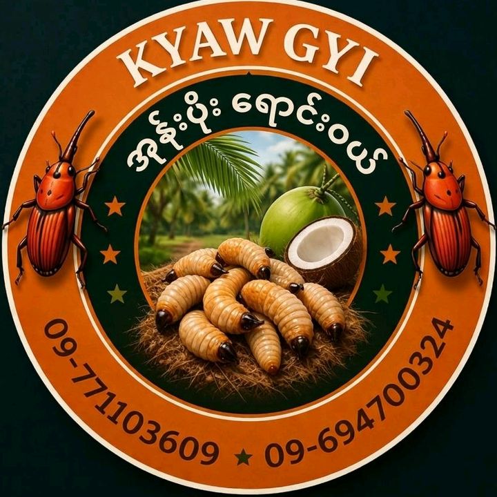 Kyaw Gyi<jk>(သင်ပေါင်းပိုး)