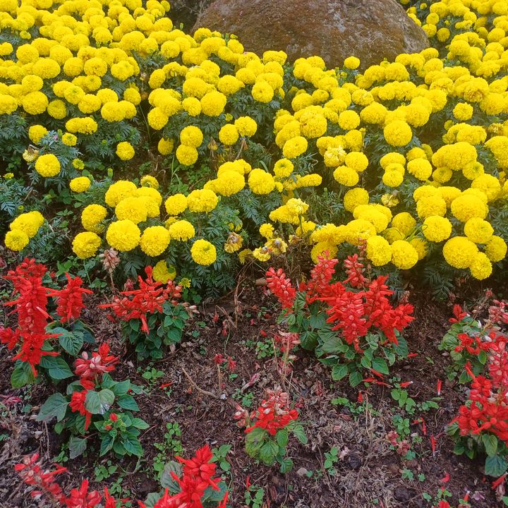 ทานตะวัน🌻