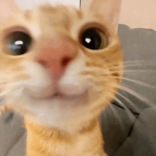 Expliqué par des chats