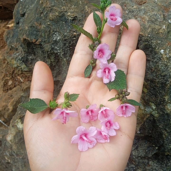 KYAW GYI