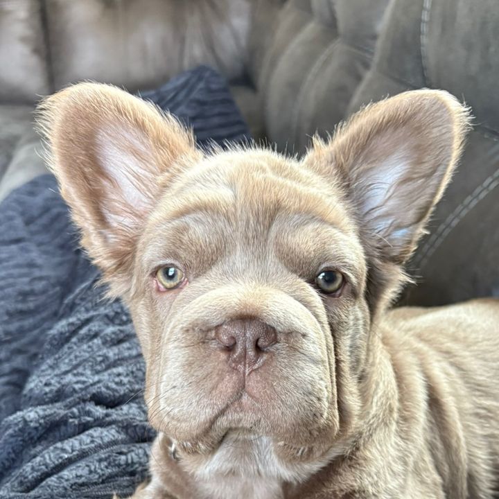 Olive the Frenchie 🫶🏼