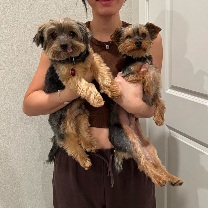 YorkiesLasVegas