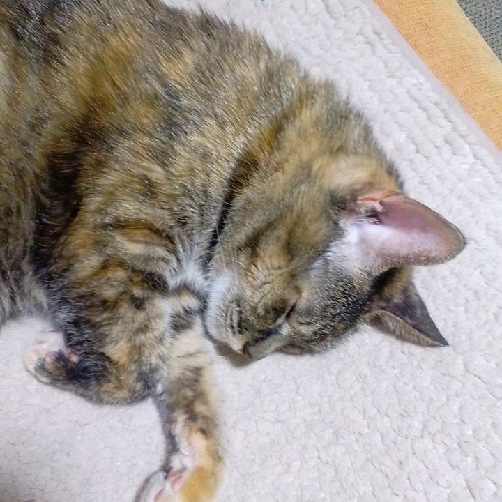 グリグリキナコモチ