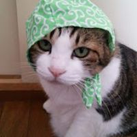 ほのぼの猫ミーム