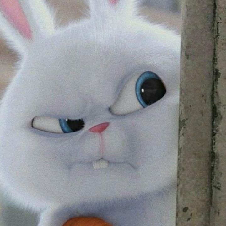 Meo meo mei