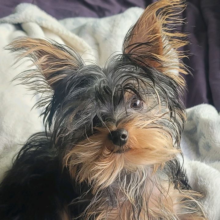 Luna Maroon the yorkie
