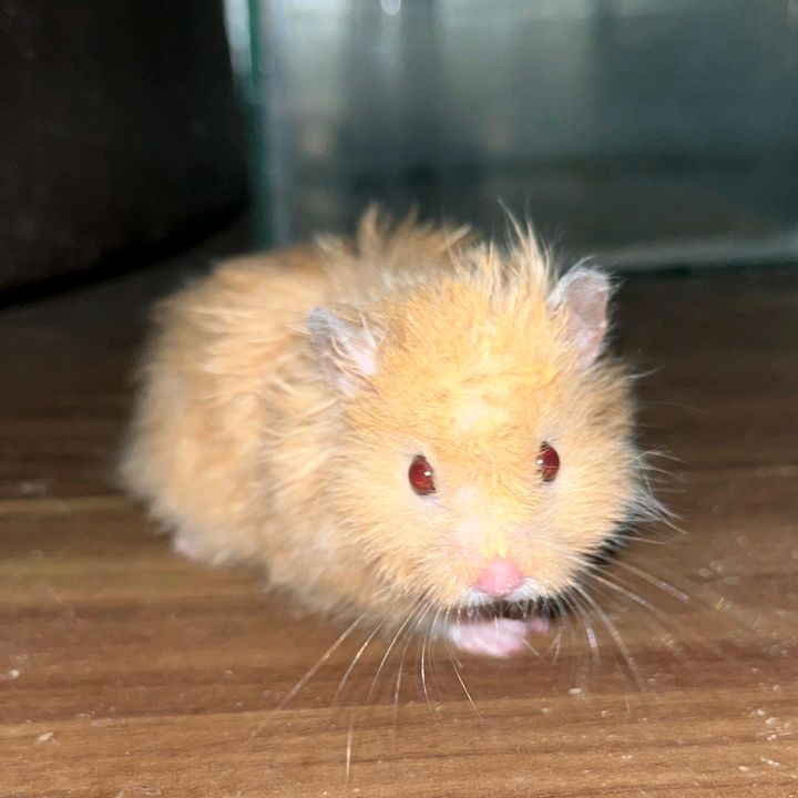 Chiko ham's 🐹