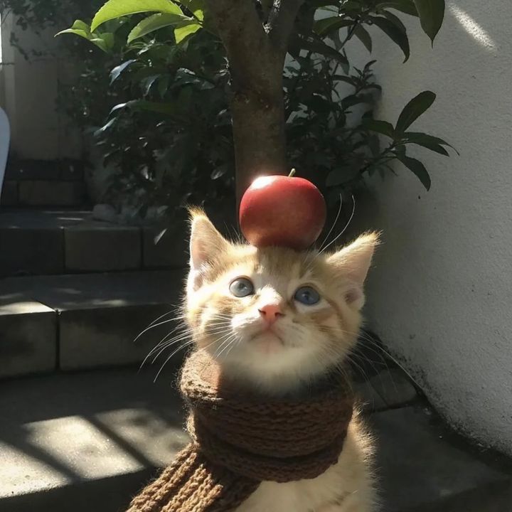 grape_1life
