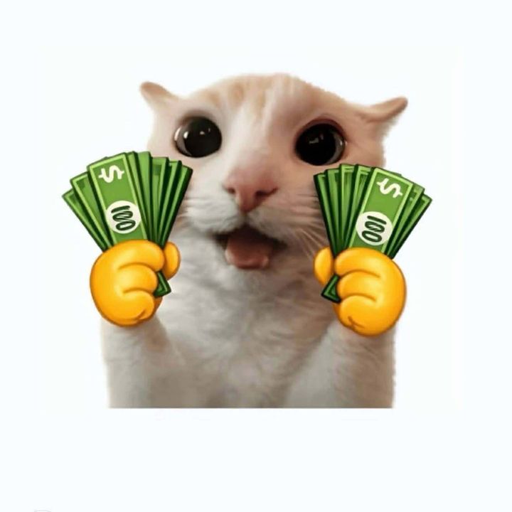 Mèo đi kím pate 🐈