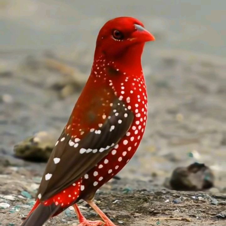 @best animal walod🇬🇧