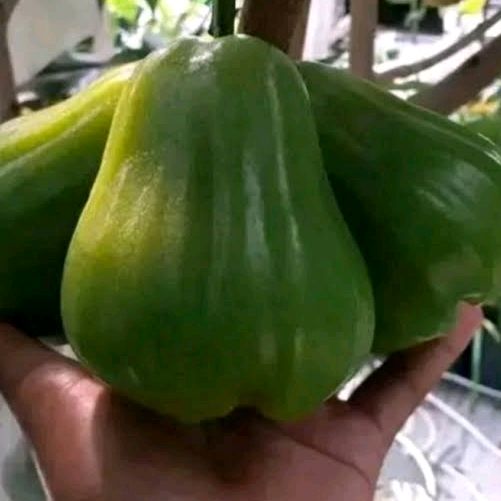 sultan_bibit_buah