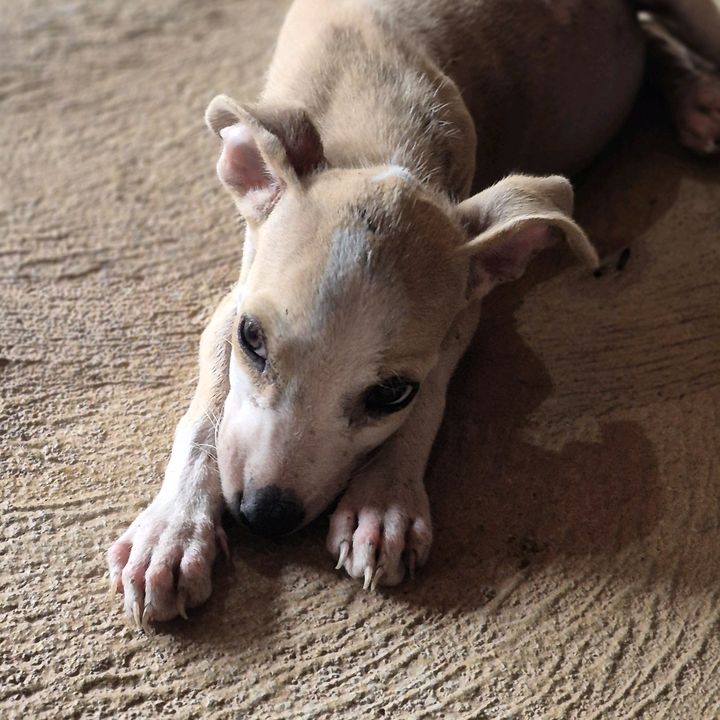 DOGUINHO LUKE