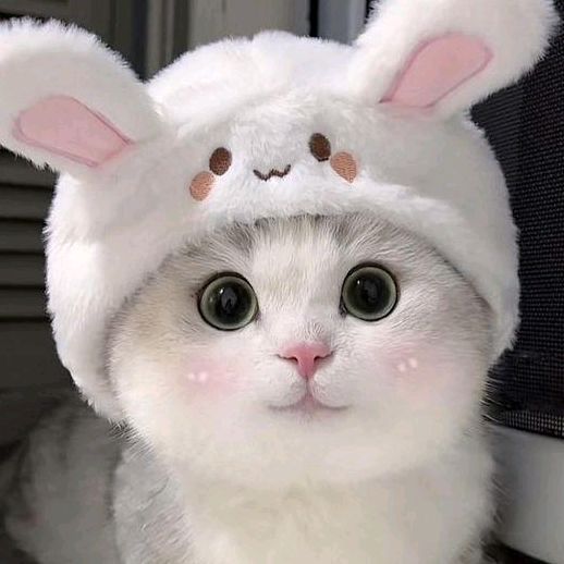 KittySnackDeals🐱