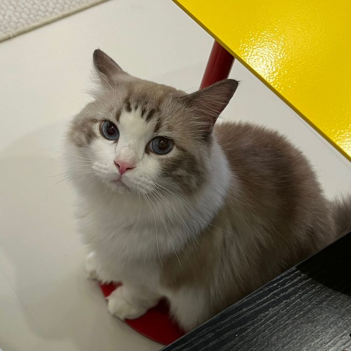 Mochi