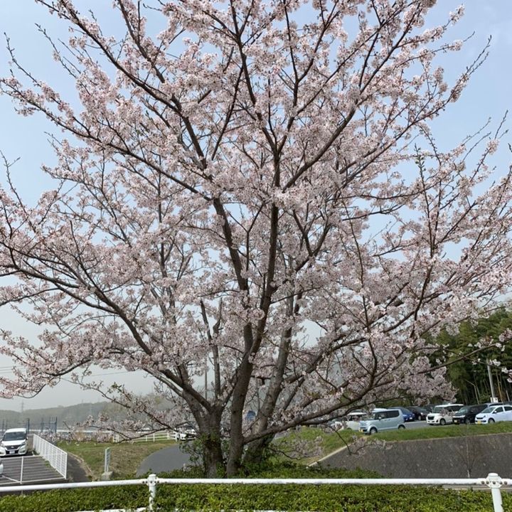 桜