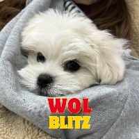 Wol blitz YouTube