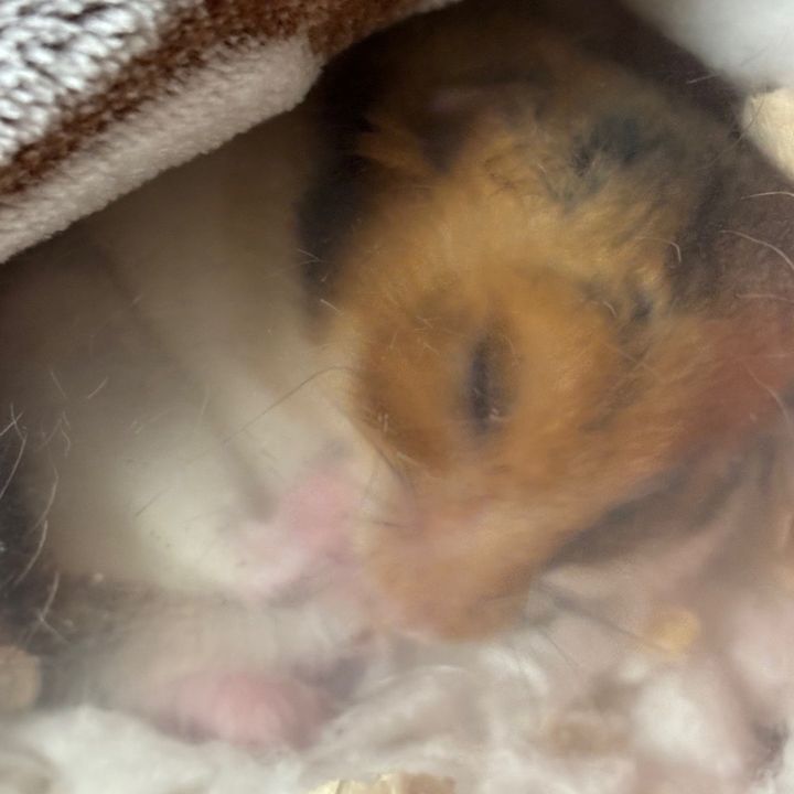 ひなた