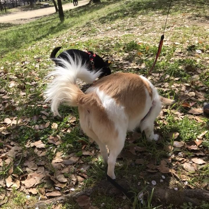あろにこ