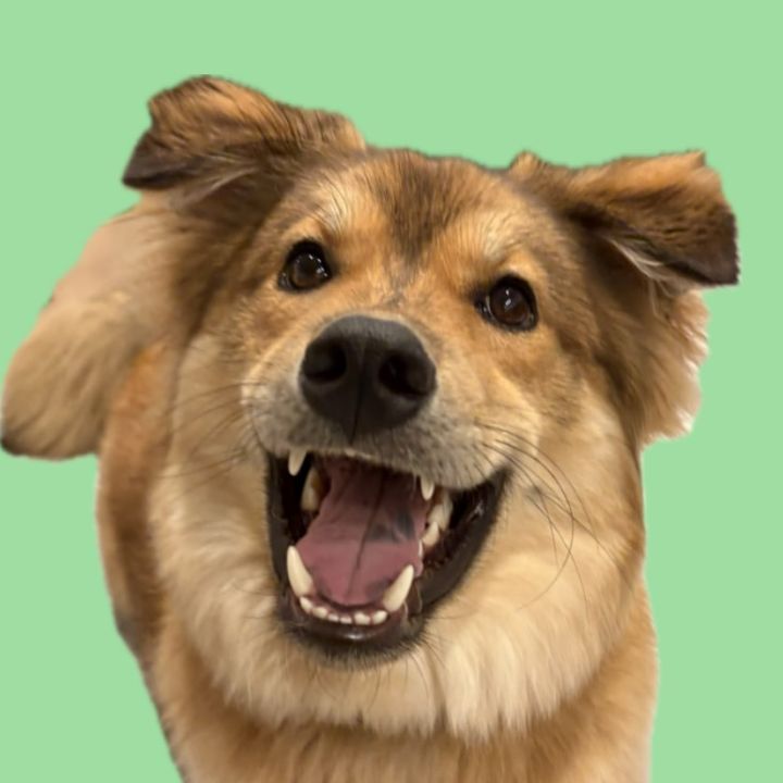 保護犬ラッキー