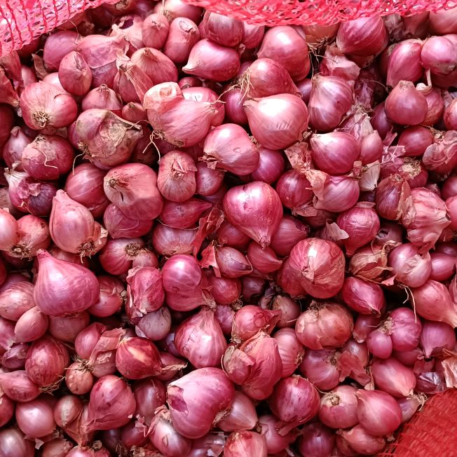 pusat bawang id