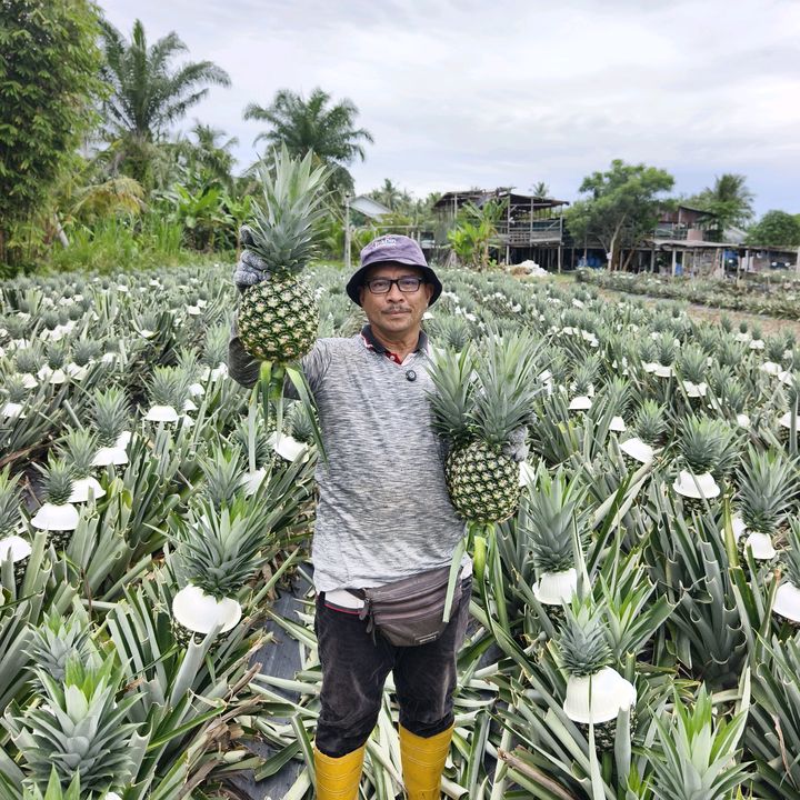 kebunpakdinnanas
