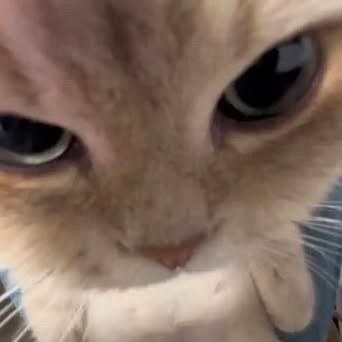 Meow_bokbok