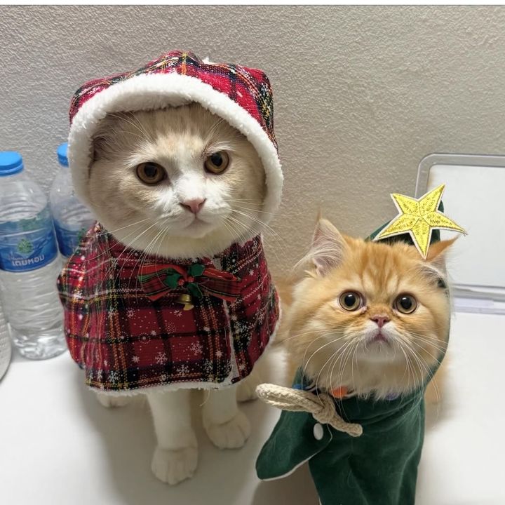 แมวชื่อไมเนอร์ซัมเมอร์